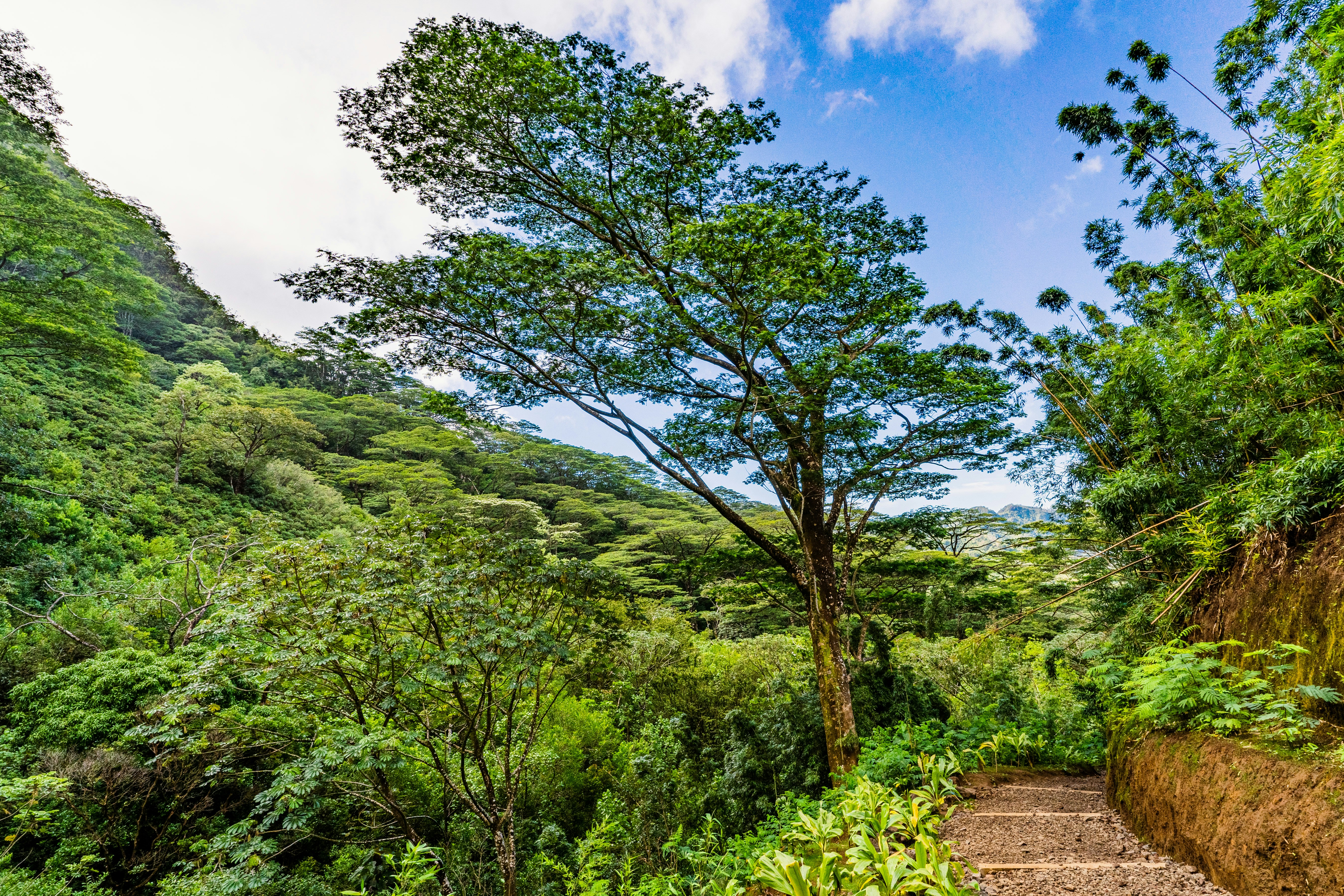 Hikers on a mountain trail through dense tropical rainforest in Dominica with valley views