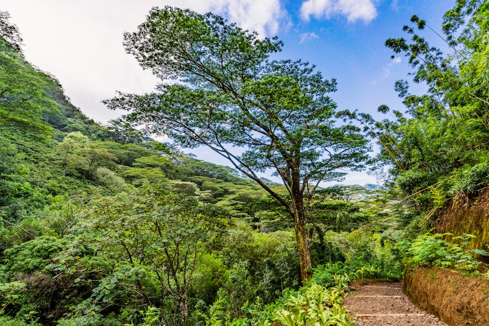 green trees on hill under blue sky during daytime