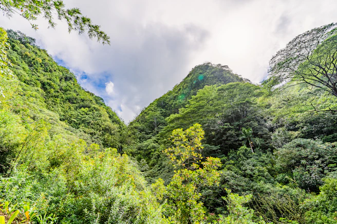 green trees on mountain under white clouds during daytime