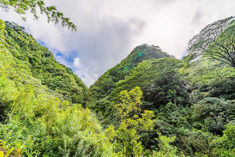 green trees on mountain under white clouds during daytime