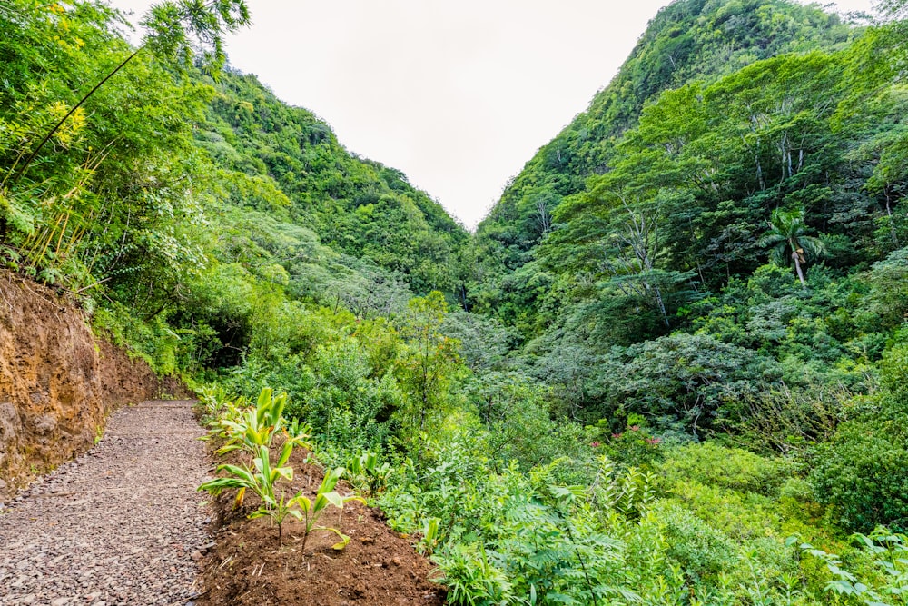 green trees on mountain during daytime