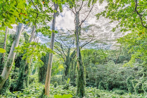 A dense tropical forest with tall trees covered in lush green foliage and creepers. Sunlight filters through the canopy, creating a dappled light effect on the forest floor. Vines and leaves are abundant, adding to the sense of wild, untouched nature.