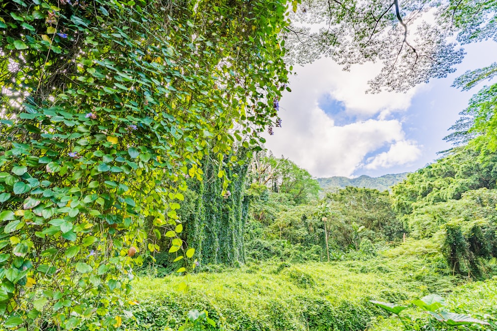 campo de hierba verde y árboles bajo el cielo azul durante el día