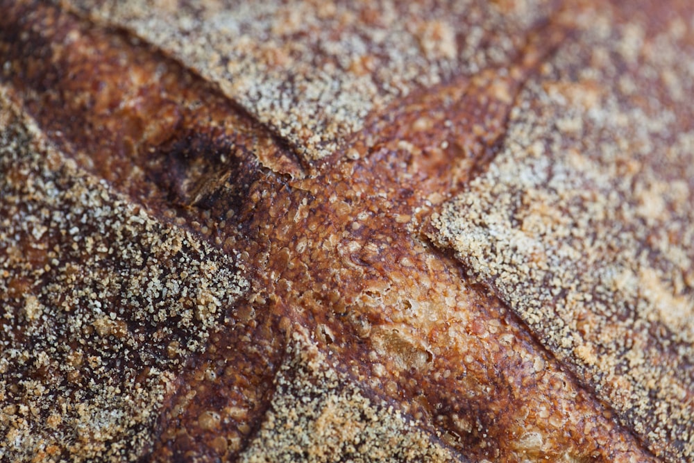 étoile de mer brune et blanche sur sable brun