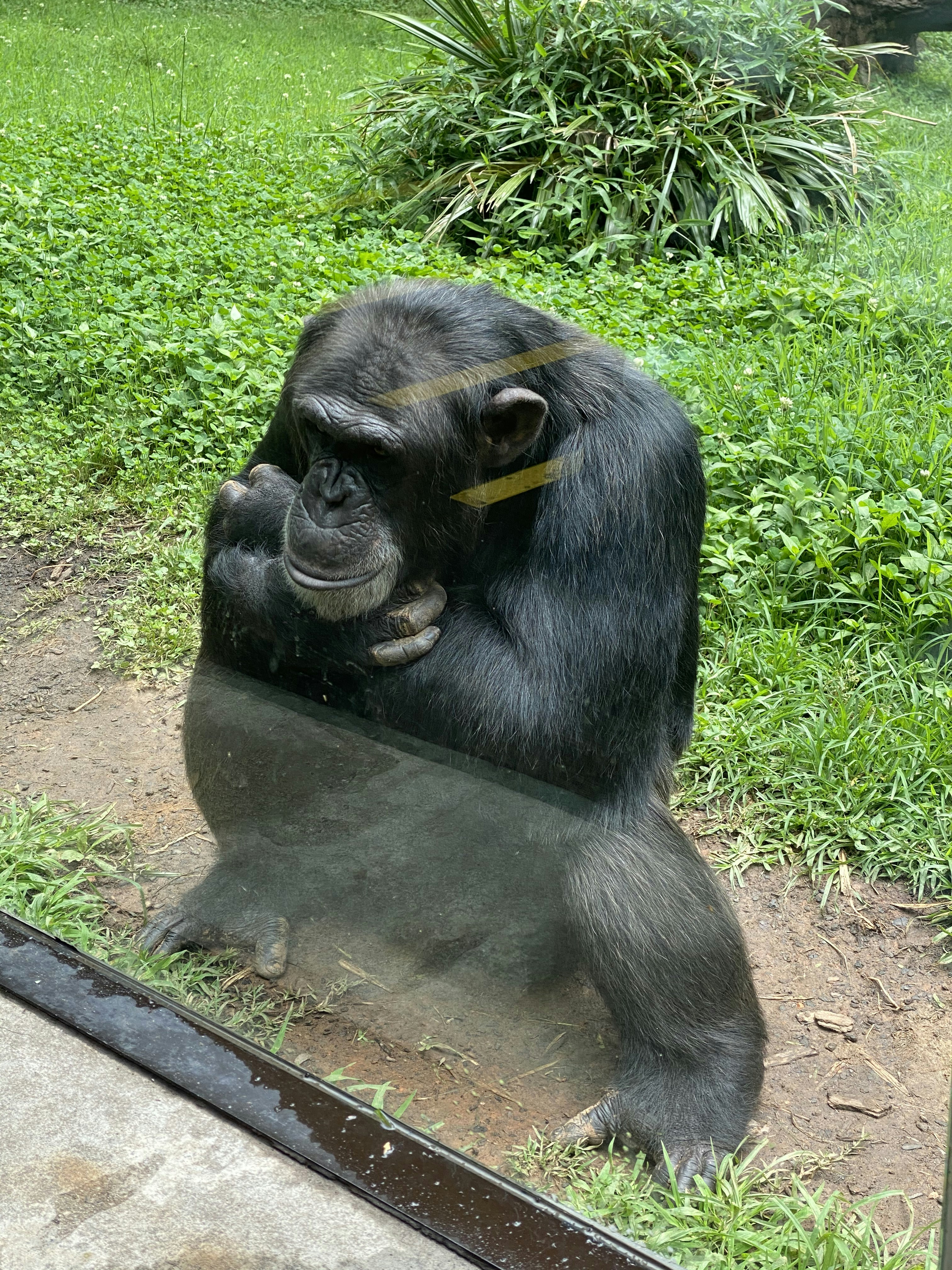 The Future of Intelligence: Will Biological Humans Remain the Majority Intelligent Species?