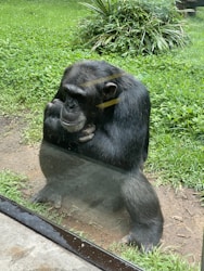 Reflexiones sobre la Inteligencia Natural