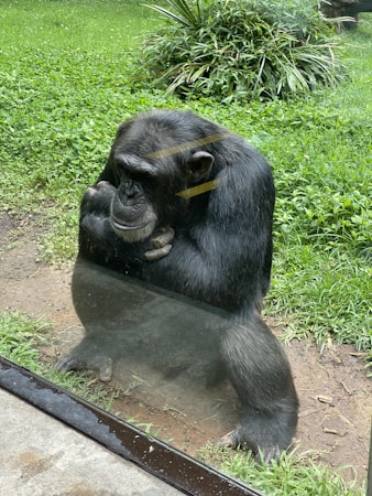 Reflexiones sobre la Inteligencia Natural