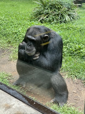 A chimpanzee is sitting next to a glass partition, appearing thoughtful with its hand resting on its chin. The background is lush with greenery, including grass and plants.
