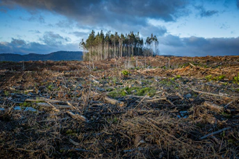 A small cluster of tall trees surrounded by a vast area of cleared forest