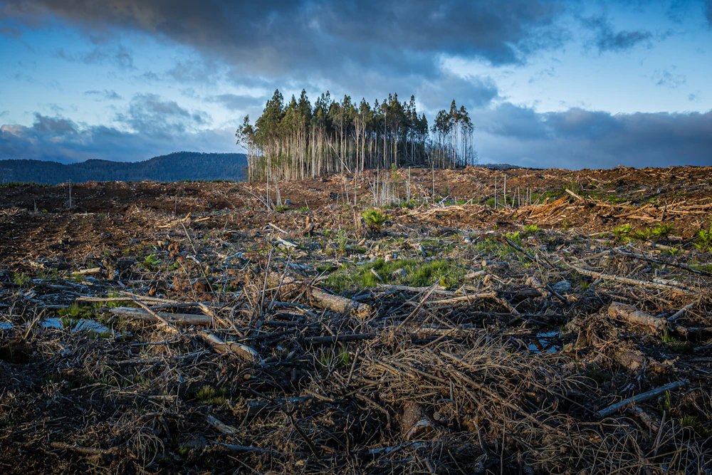 Lot Clearing