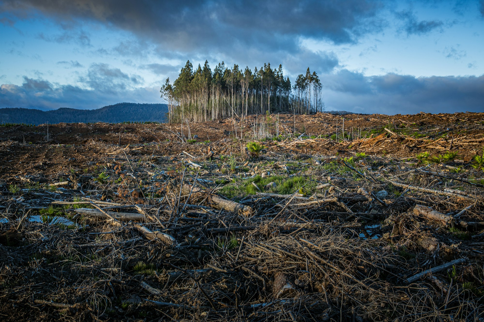 Harnessing the Power of AI against Climate Change