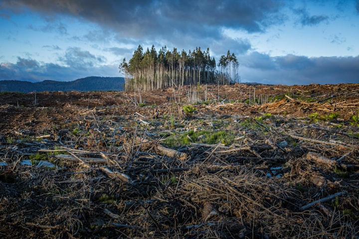 Echoes of the Forest: This story explores the interconnectedness of all living beings within a threatened ecosystem