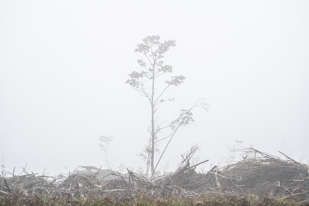 leafless tree on brown grass field