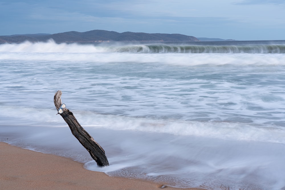 mulher no vestido preto e branco de pé na costa durante o dia