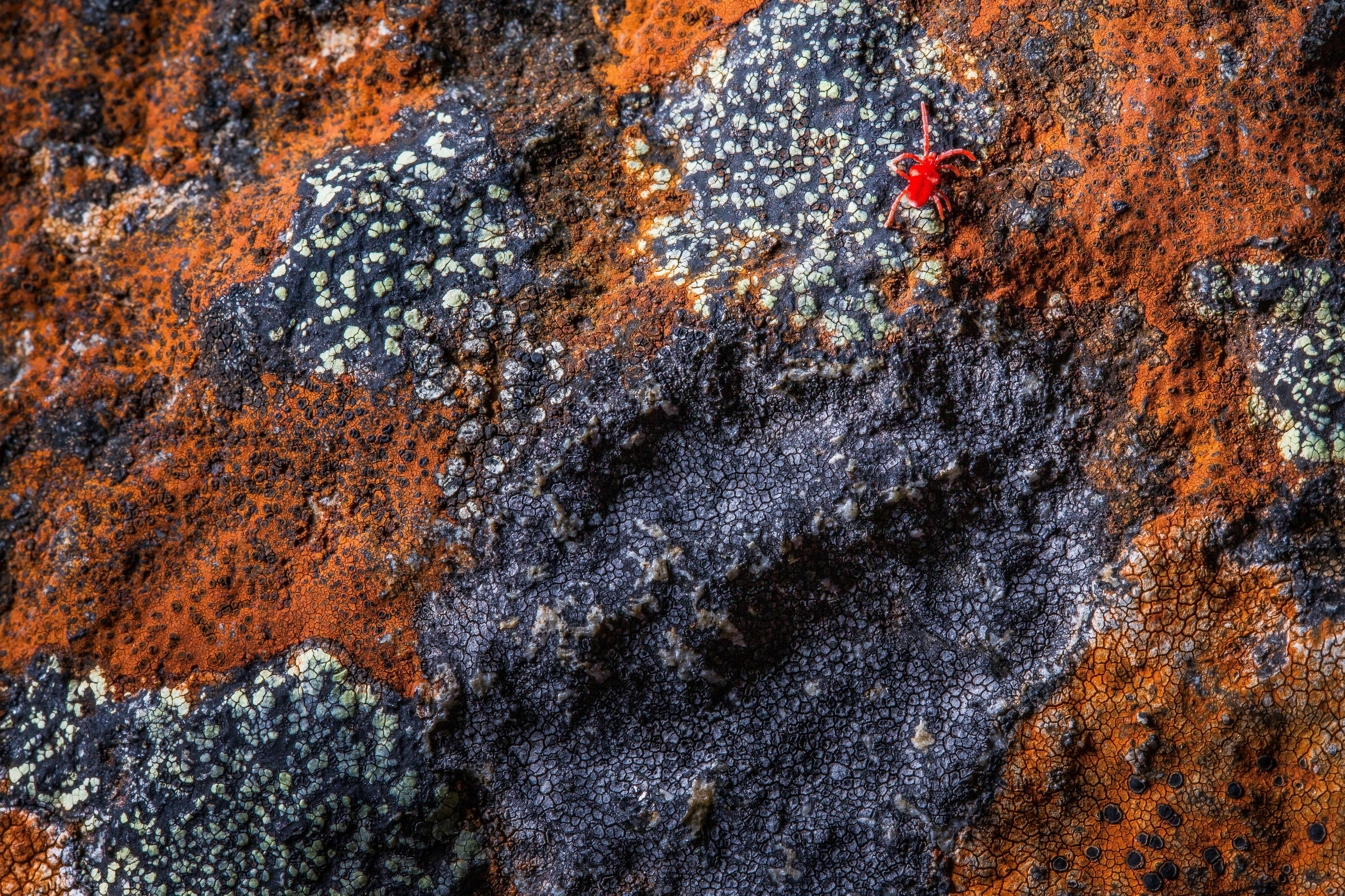 A macro view of a lichen-covered rock in Tasmania, Australia.