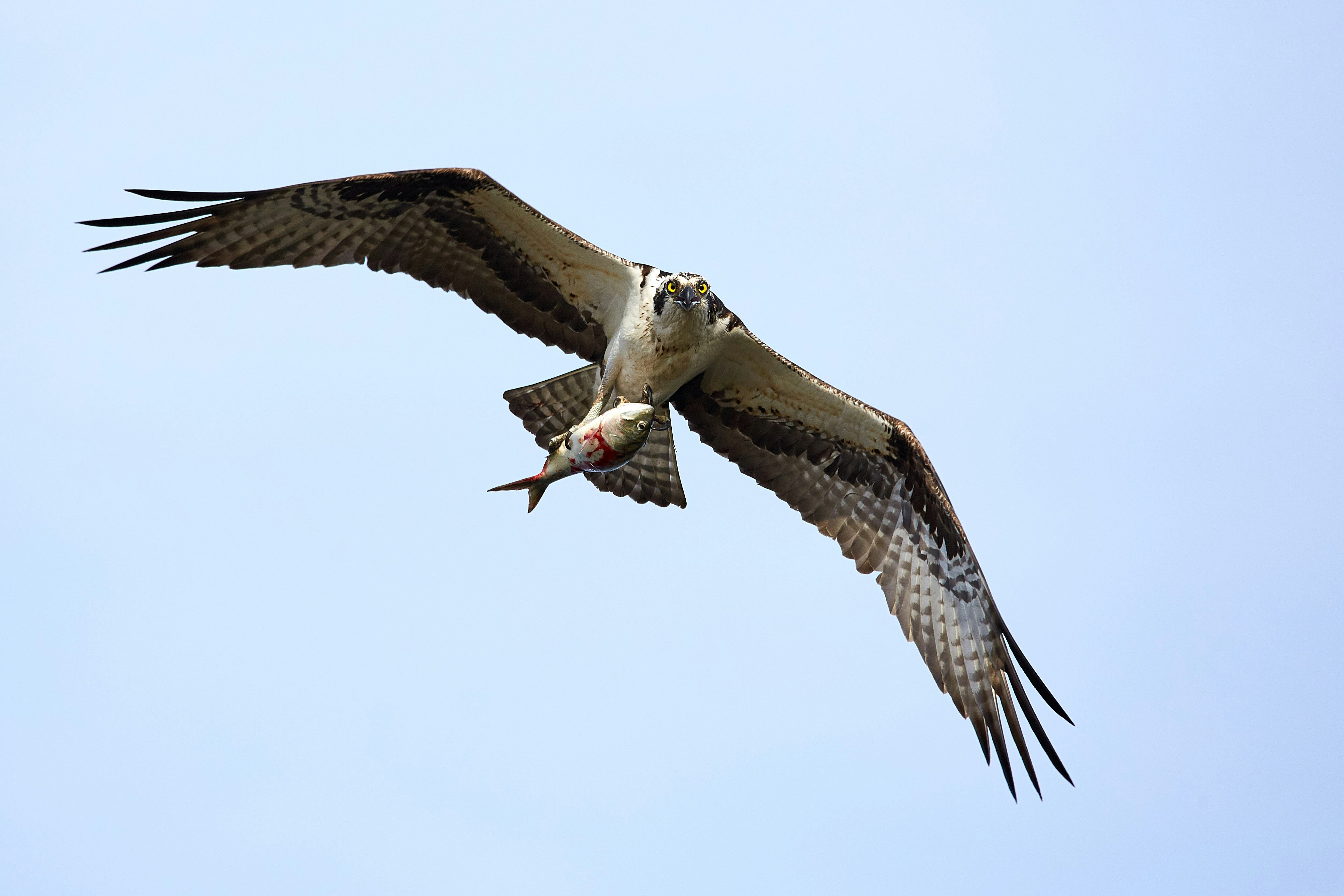 brown and white bird flying during daytime