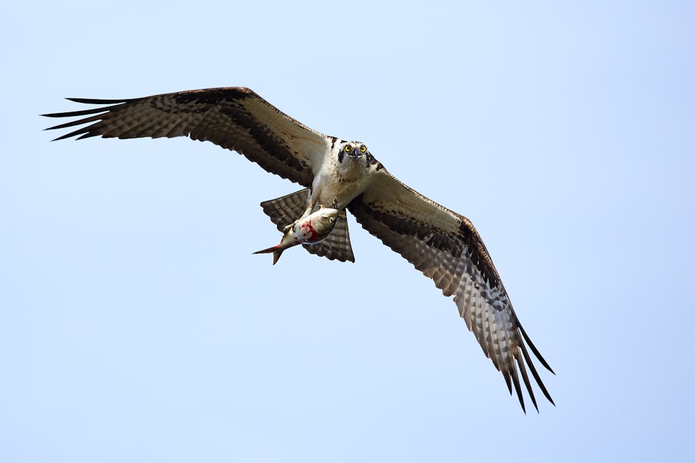 brown and white bird flying during daytime