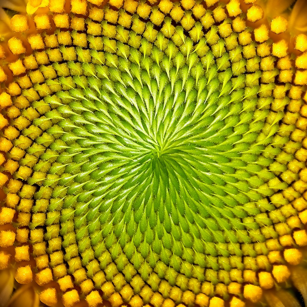 flor amarela e verde na fotografia de perto