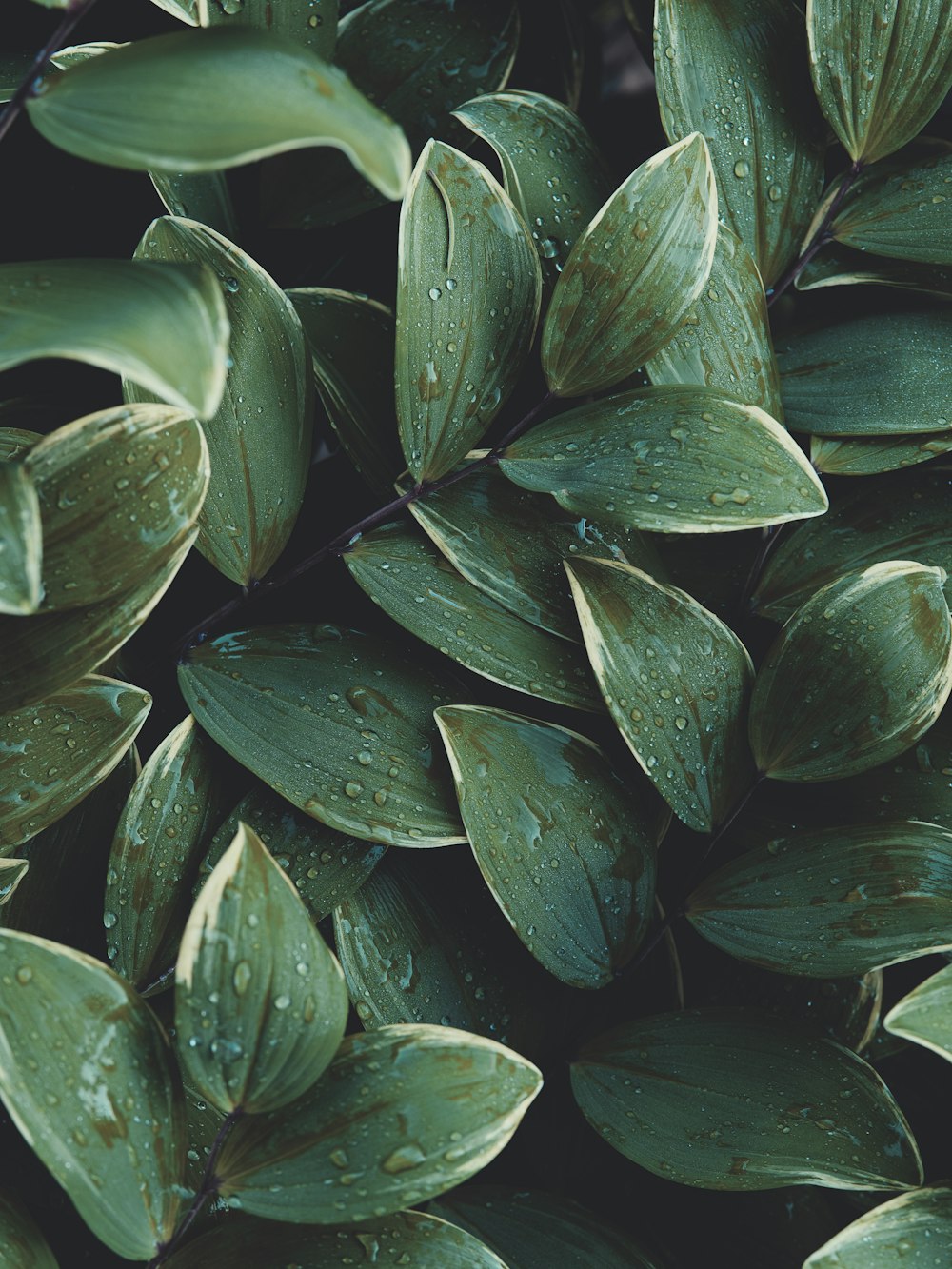 green leaves with water droplets