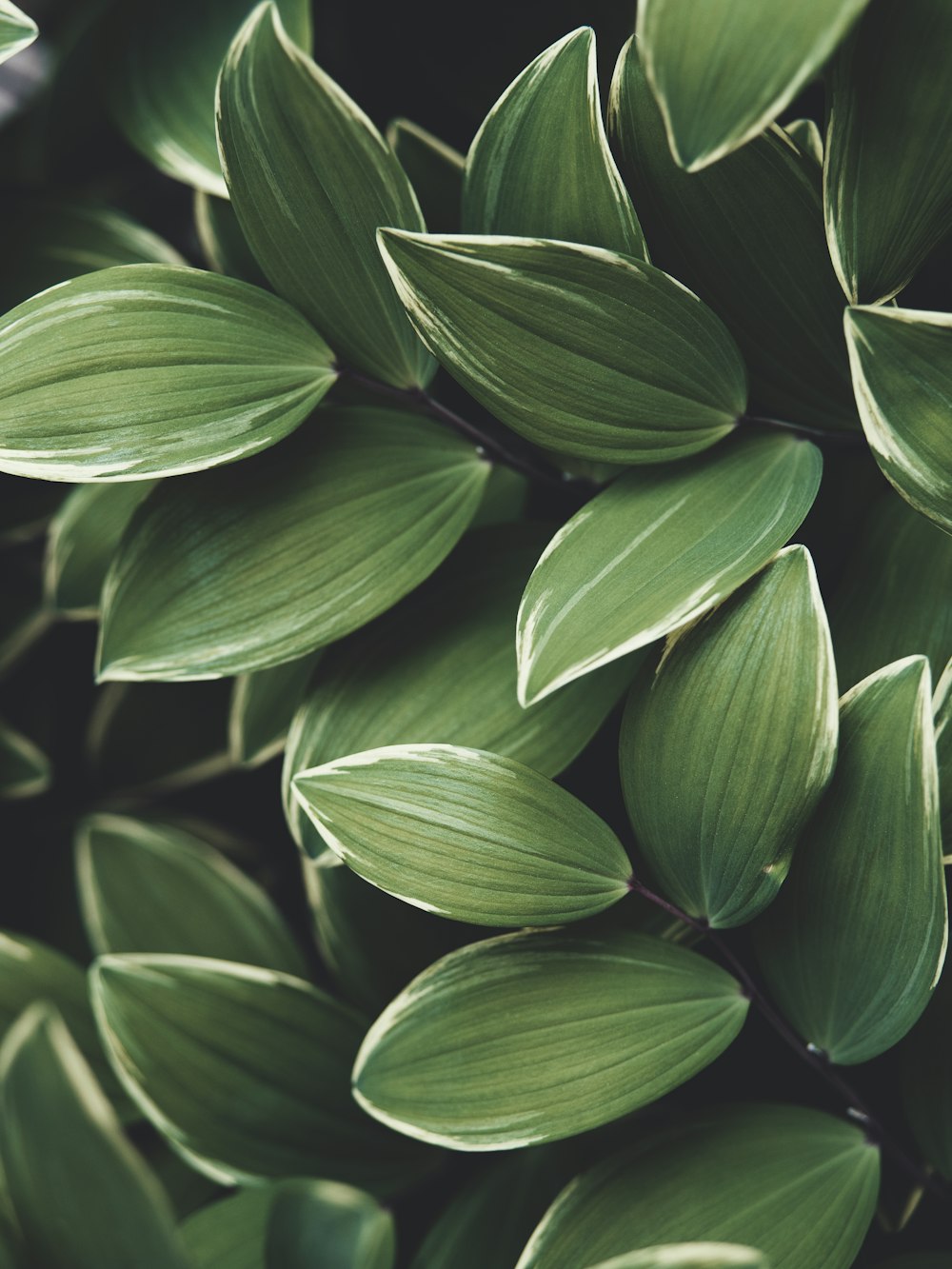 green leaves in close up photography