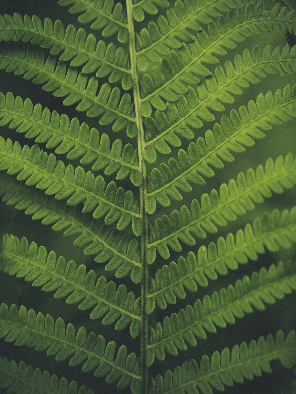 green leaf plant in close up photography