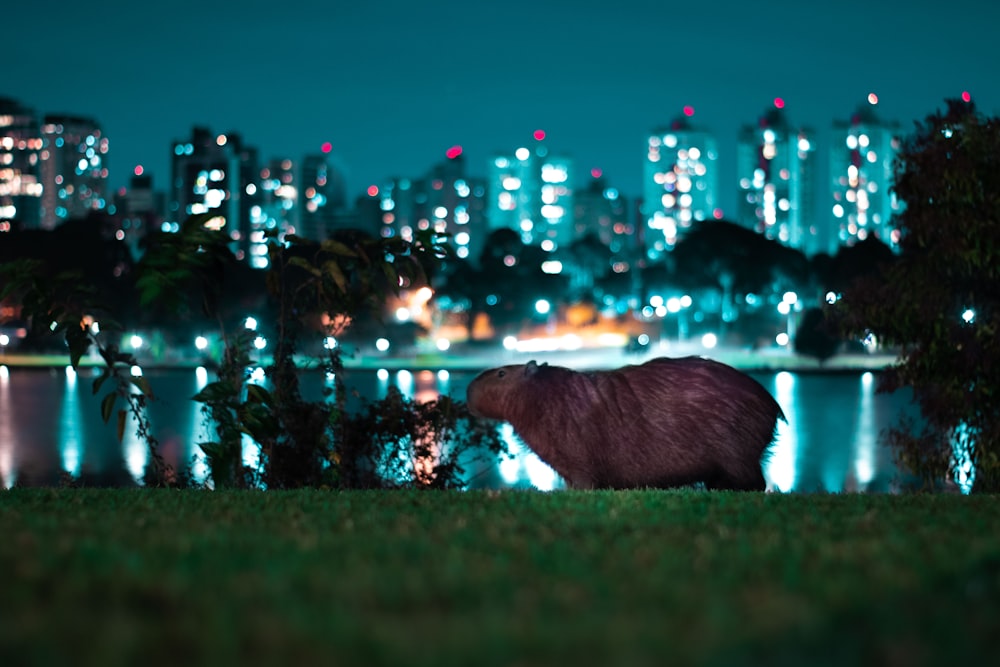 black animal on green grass during night time