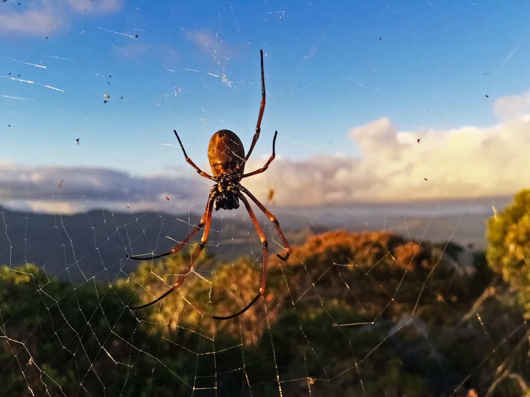 brown spider on web during daytime