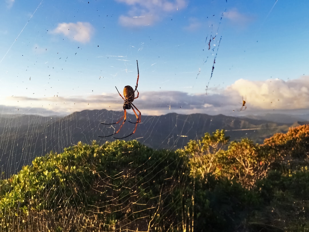 brown and black spider on web during daytime