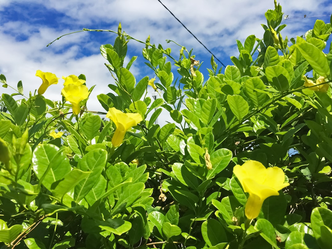 yellow flower with green leaves under blue sky and white clouds during daytime