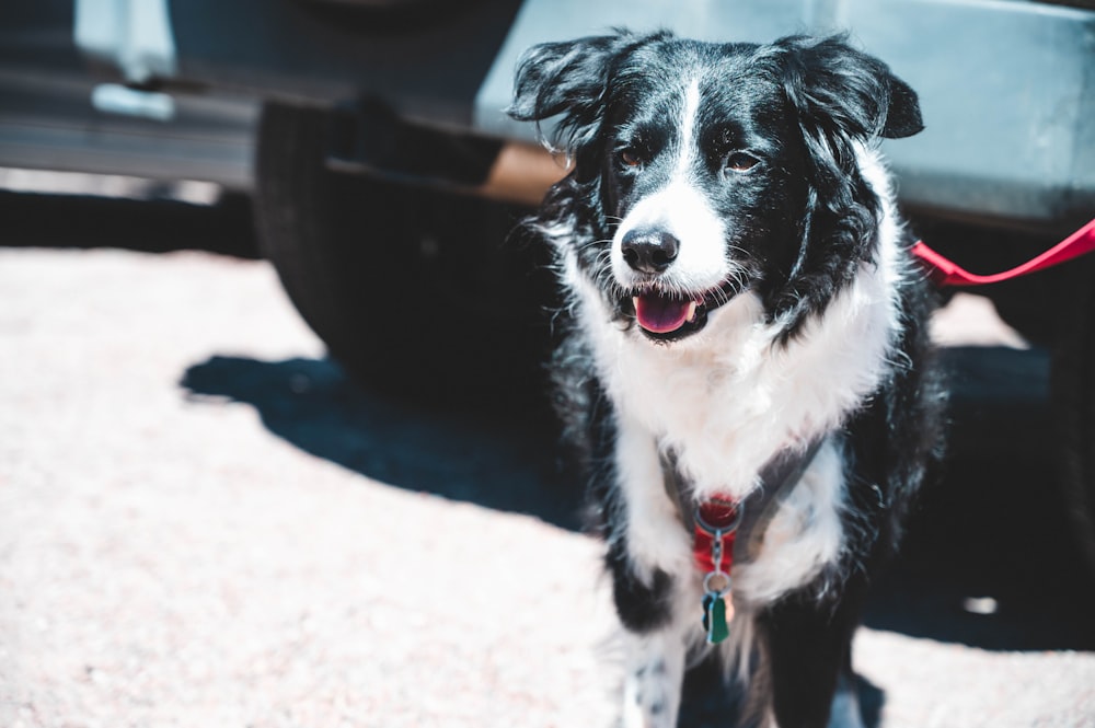 black and white border collie mix