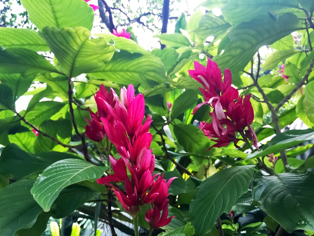 red flower with green leaves