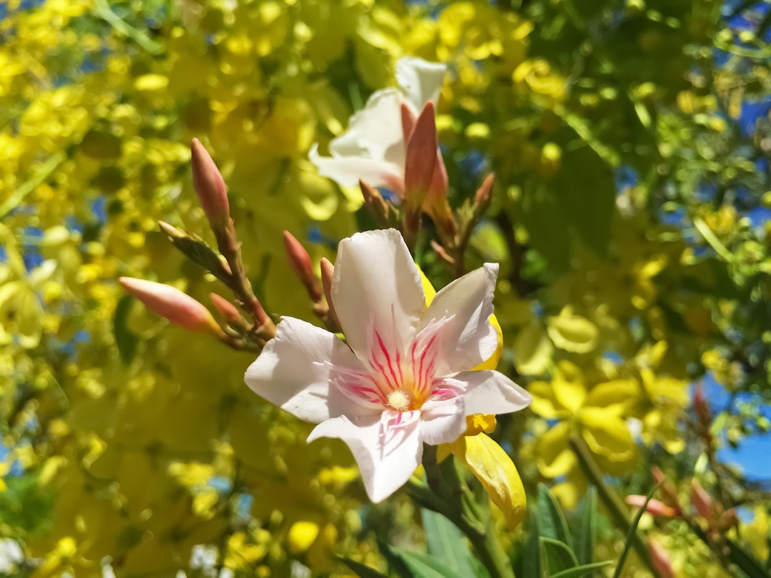 white and yellow flower in tilt shift lens