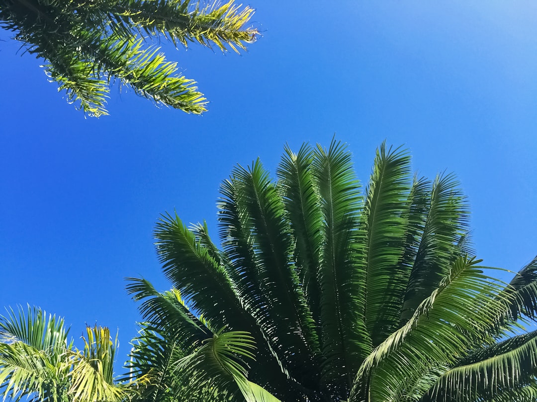 green palm tree under blue sky during daytime