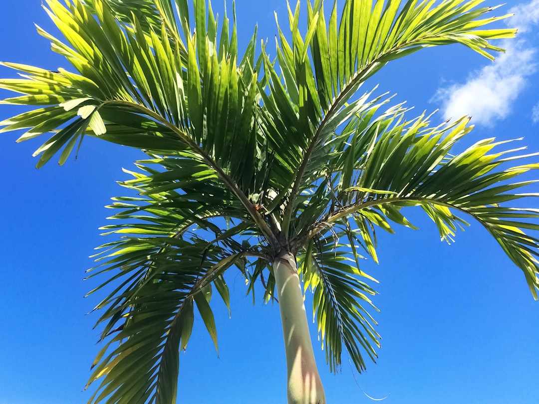 green palm tree under blue sky during daytime