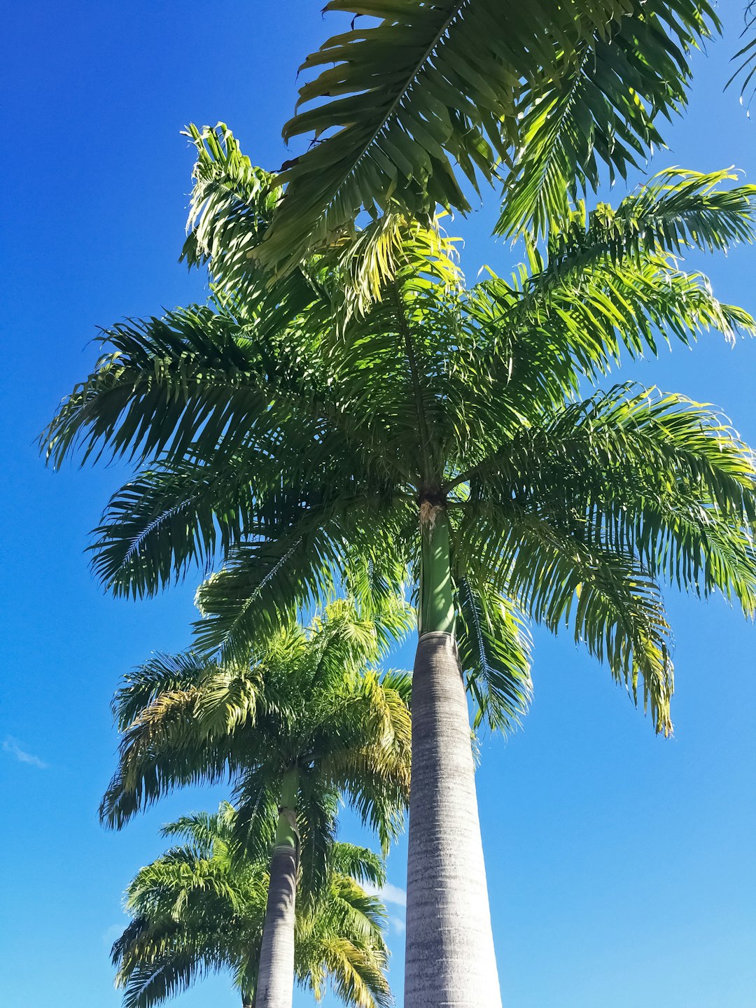 green palm tree under blue sky during daytime