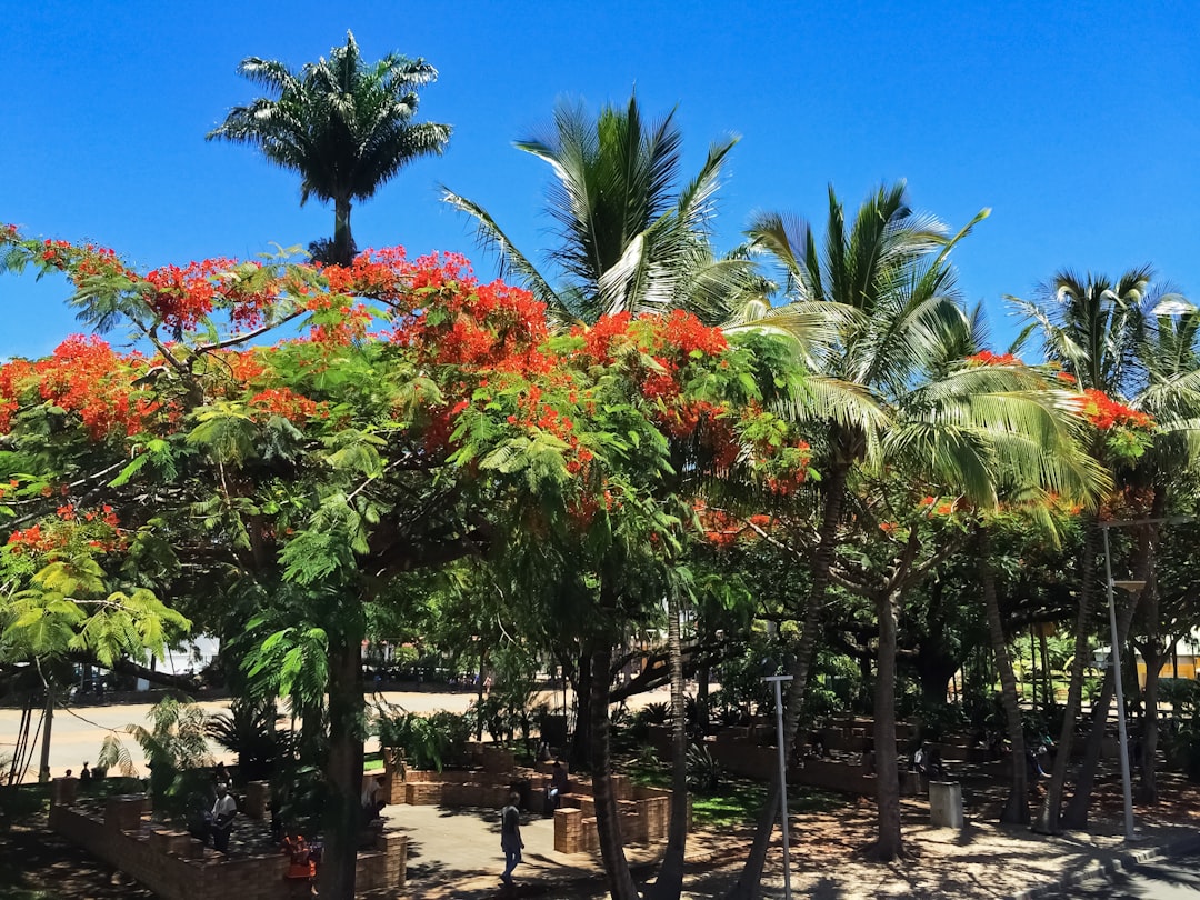 green palm trees near body of water during daytime