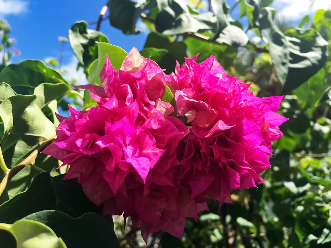 pink flower in tilt shift lens