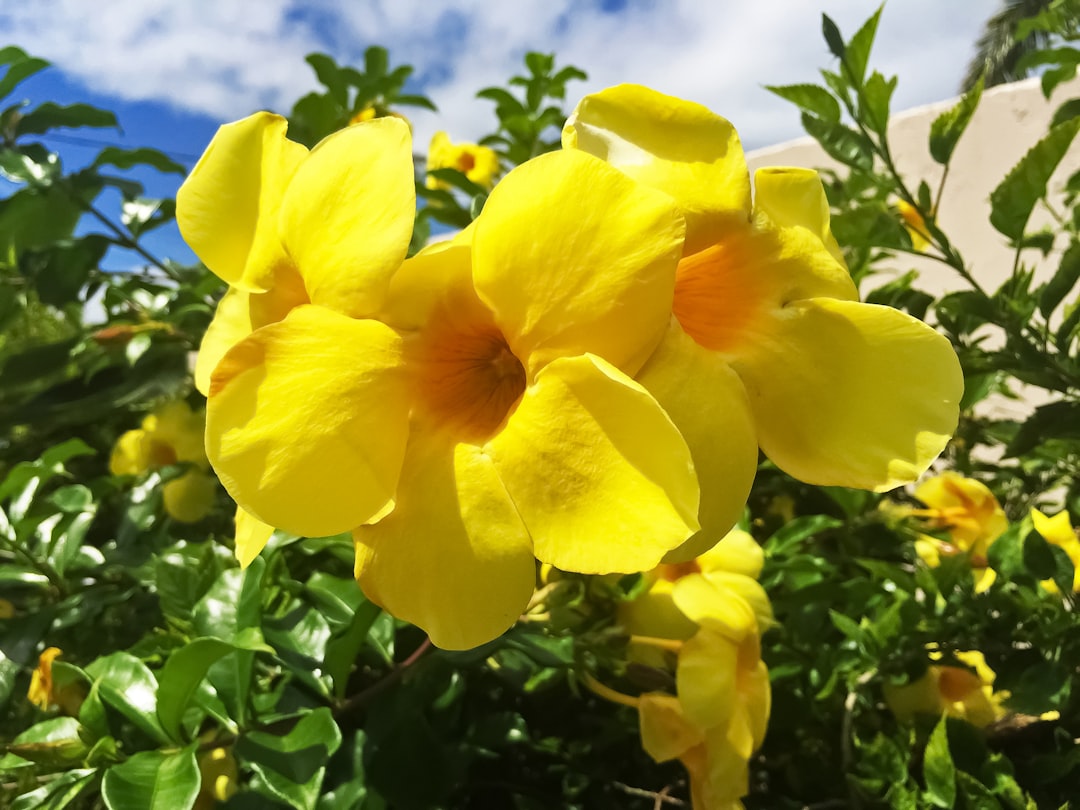 yellow flower in tilt shift lens