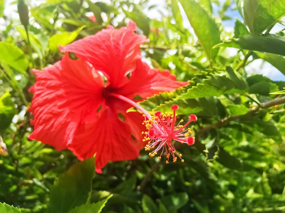 red hibiscus in bloom during daytime