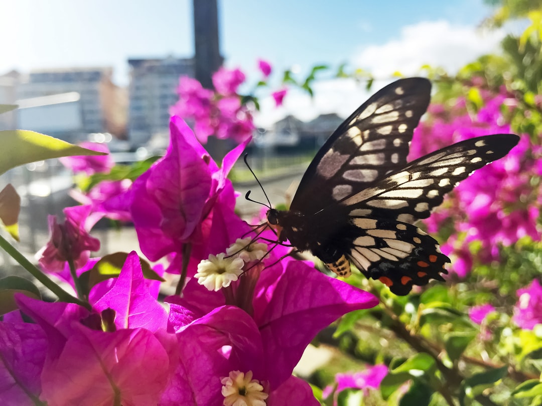 black and white butterfly on purple flower during daytime