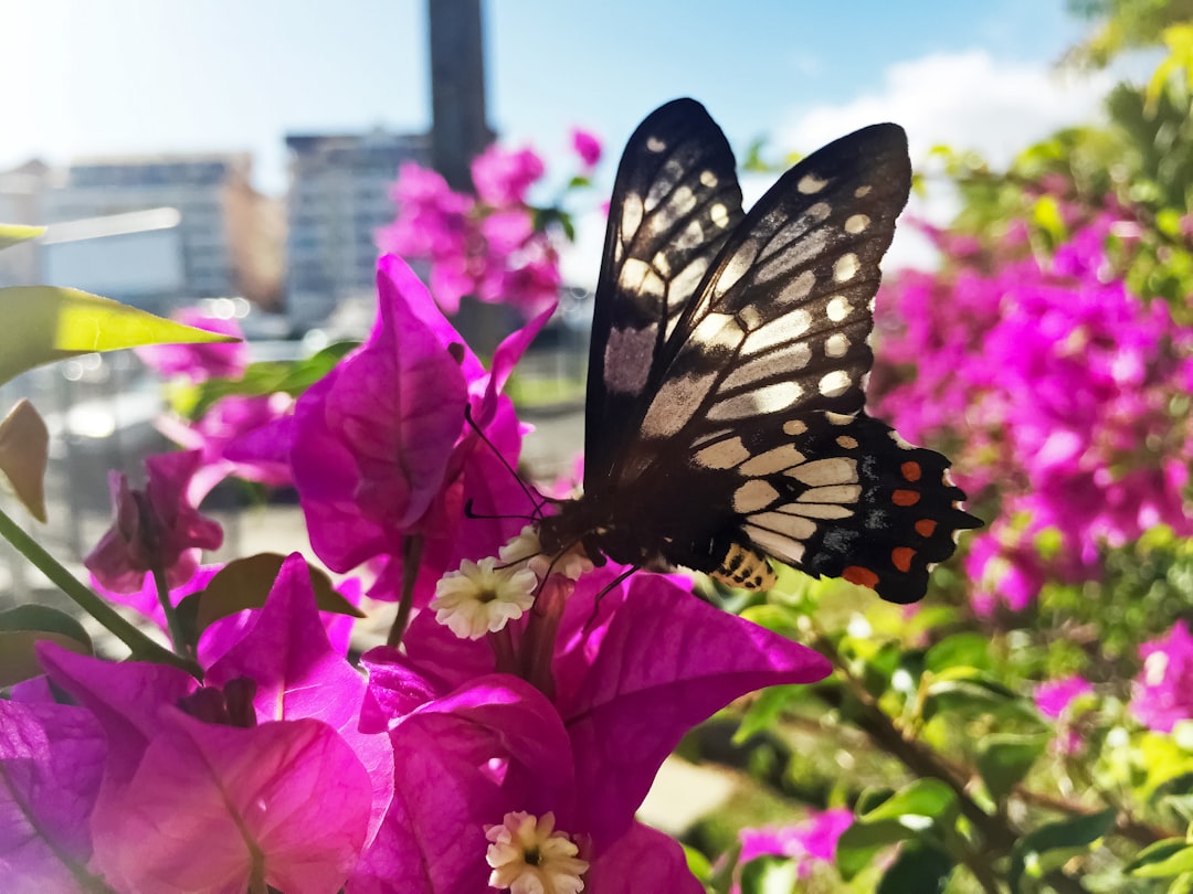 black and white butterfly on pink flower during daytime