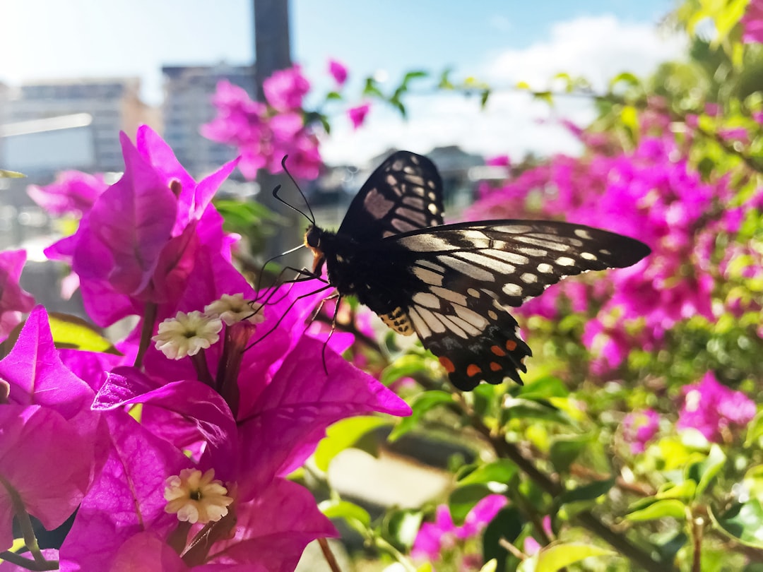 black and white butterfly on pink flower during daytime