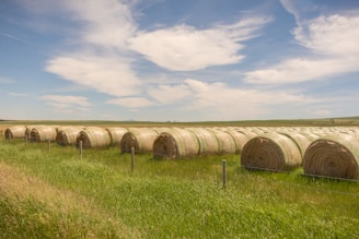 Rows of large square hay bundles drying under a clear blue sky.