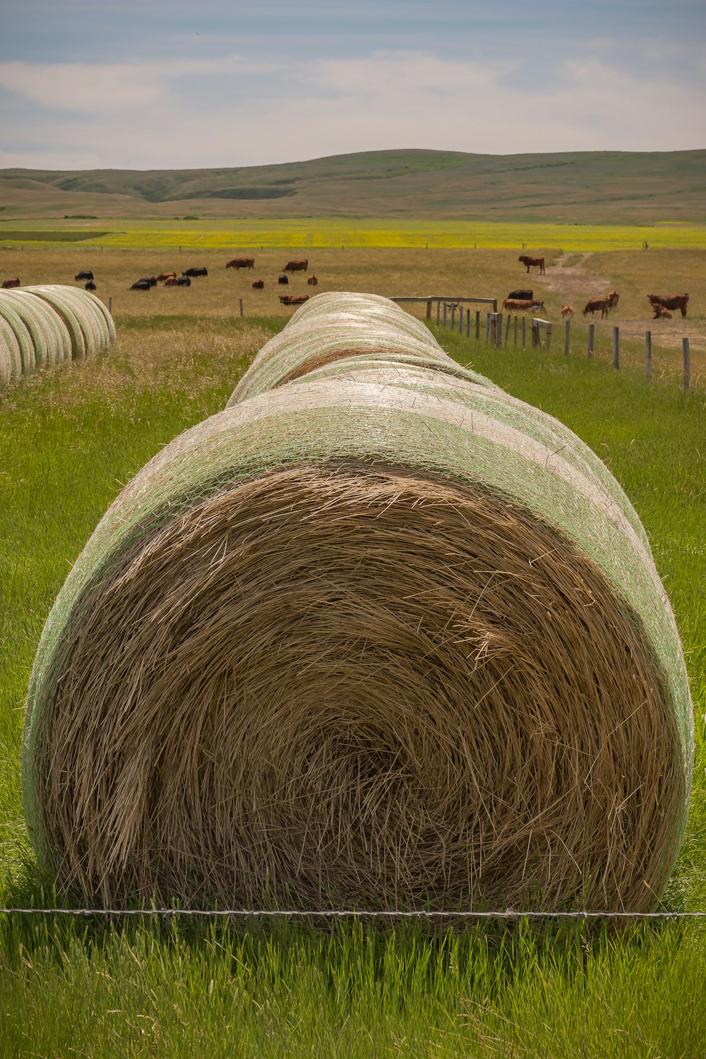 brown hays on green grass field during daytime