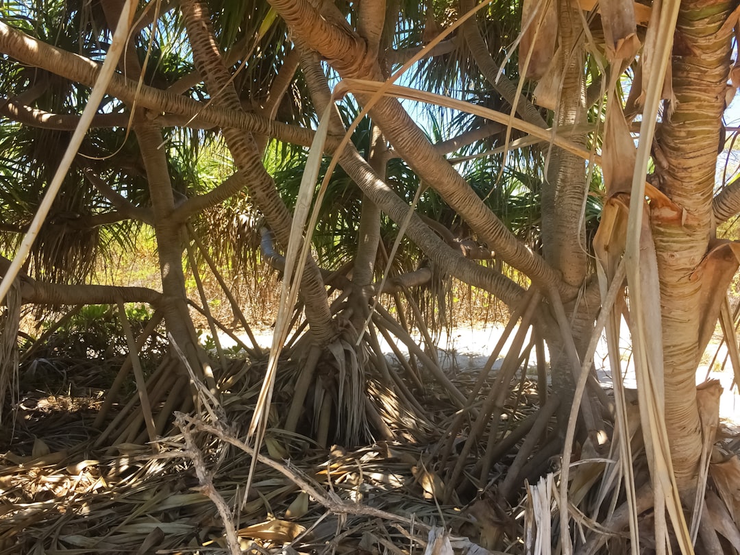 green and brown coconut tree