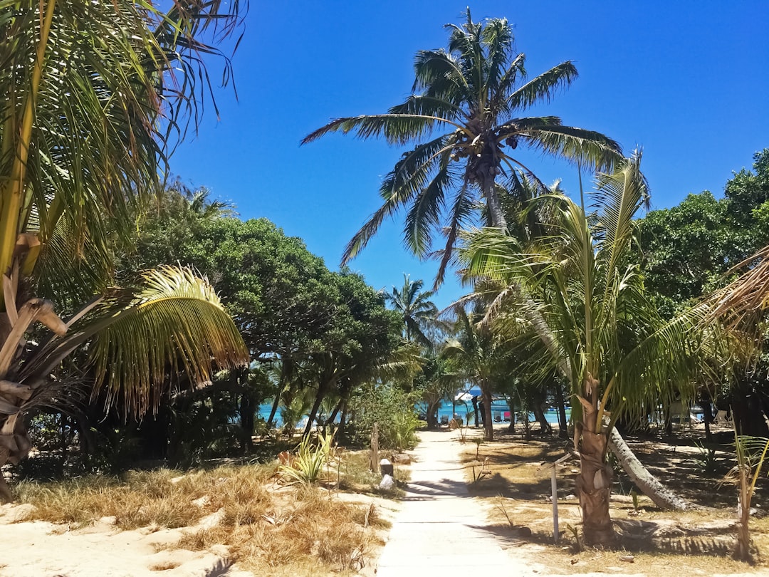 people walking on pathway between palm trees during daytime