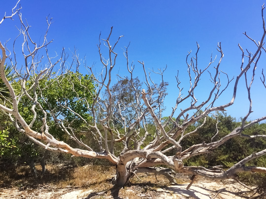 brown leafless tree under blue sky during daytime