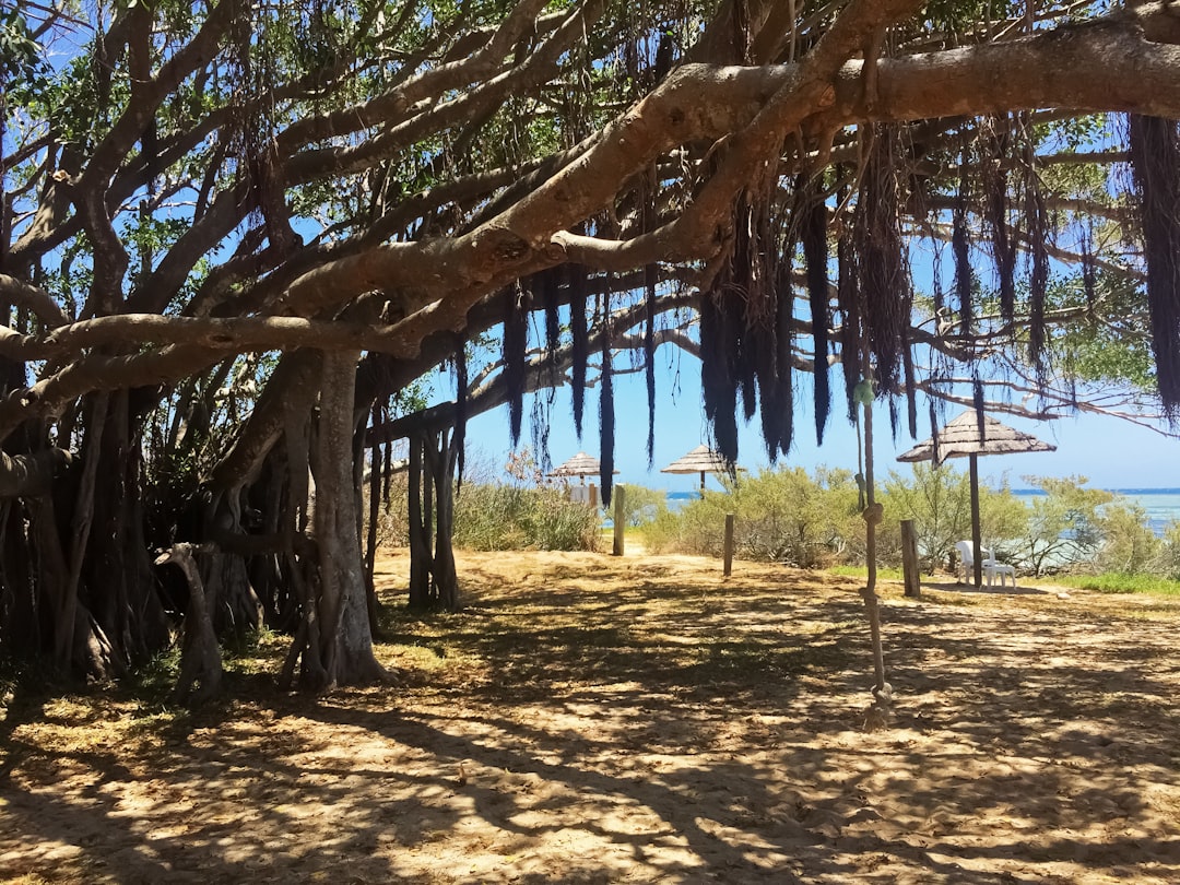 brown trees on brown ground during daytime