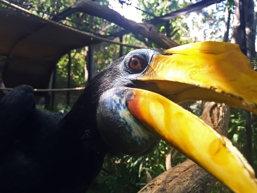 black and yellow bird on tree branch