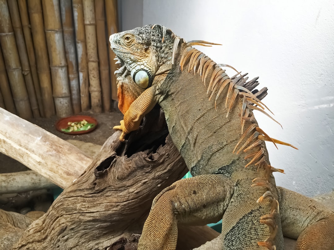 brown and gray iguana on brown tree branch